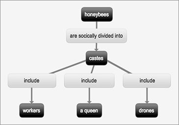 "honeybees" term with linking phrase "are socially divided into" connects to "castes" term with linking phrase "includes" to terms "workers", "a queen", and "drones"